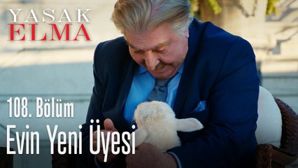 Evin yeni üyesi - Yasak Elma 108. Bölüm