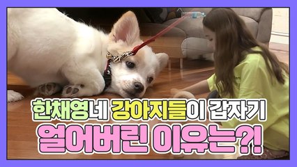 한채영네 강아지들이 갑자기 얼어버린 이유는?!