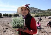 Son dakika haberleri... BURDUR GÖLÜ'NÜ 'SUSUZ TARIM' KURTARACAK