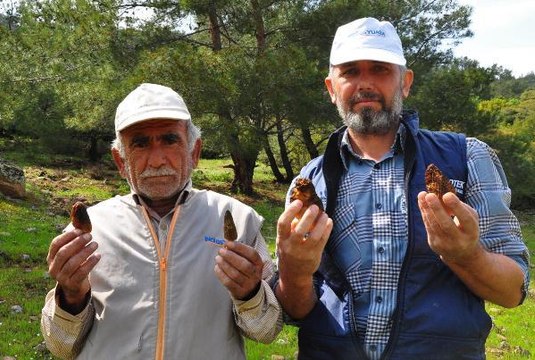 'KUZUGÖBEĞİ' MANTARI, KİLOSU 200 LİRADAN ALICI BULUYOR