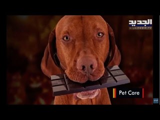 الطعام الجاف ام الرطب ام اكل المنزل .. ما النظام الغذائي الافضل لـ حيوانك الاليف؟
