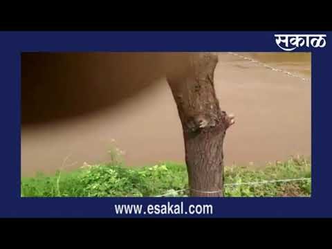यवतमाळात पुरामुळे तीनशे एकर शेती पाण्याखाली