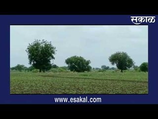 यवतमाळमध्ये निलगाईंकडून पिकांची नासाडी  आजच्या ठळक बातम्या | मराठी ताज्या बातम्या | Sakal Media |