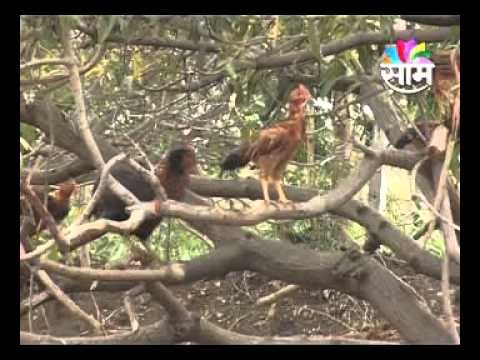 2906 agro esakal sarpanch pkg MPEG1 High Quality