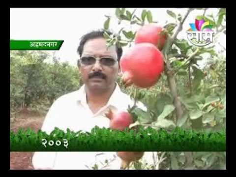 Agro Ahmednagar Dalim 1107