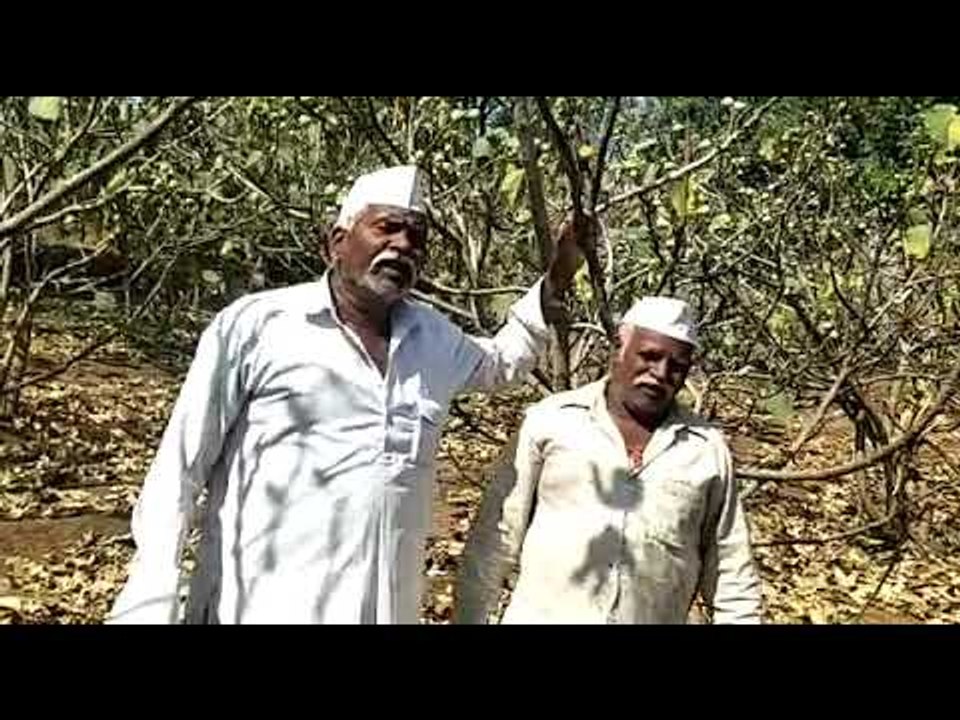 Fig farmers are in trouble