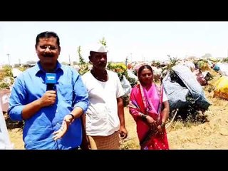 #LadhaDushkalashi | Farmers are trying to save the pomegranate from drought | Vittalwadi (Sangali)
