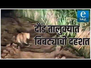 दौंड तालुक्यात बिबट्याची दहशत