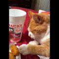 Funny Cats  - Don'T Try To Stop Laughing  - Funniest Cats Ever
