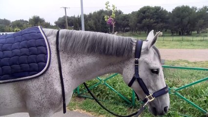 Entretien avec Mélie Gosa au Centre du Deven 🐎