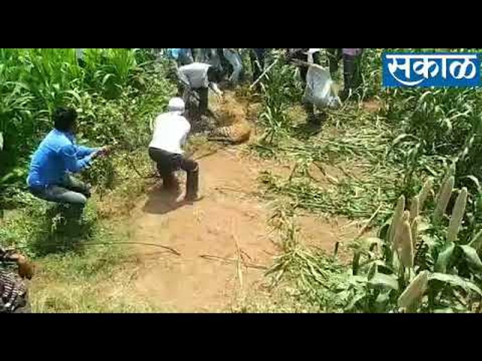 बिबट्या पकडण्याचा थरार पाहा