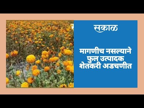 मागणीच नसल्याने फुल उत्पादक शेतकरी अडचणीत