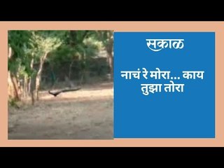 नाचं रे मोरा... काय तुझा तोरा
