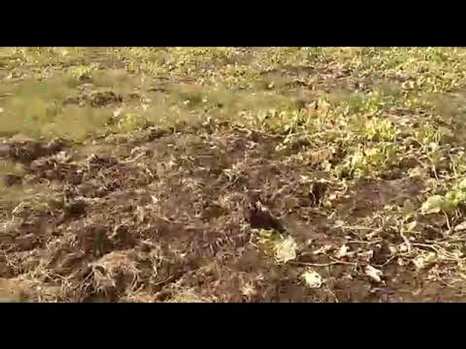 बापरे... कोण आणि कसा आला आहे तो, ज्यामुळे शेतक-यांवर ओढवले संकट