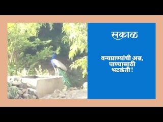 वन्यप्राण्यांची अन्न, पाण्यासाठी भटकंती !