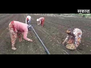 अद्रक व हळद या मसाला वर्गीय पिकांची लागवड