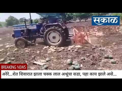 अरेरे...शेत शिवारात झाला चक्क लाल अश्रूंचा सडा, पहा काय झाले असे...