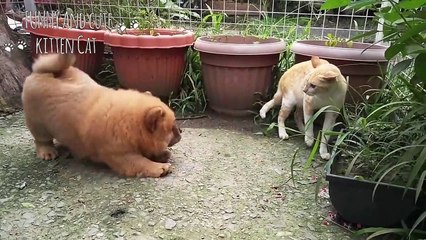 Funny Dog And Cats Videos -  Try Not To Laugh Dog Annoying Cat Compilation