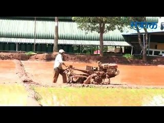 KolhapurNews | कोपर्डी परिसरात भात लागवडीची लगबग...