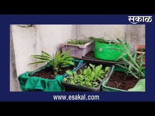 क्षण बहराचे : गच्चीवरील मातीविना शेतीत ऊस |  Latest Marathi News I Live Marathi News | Sakal Media |