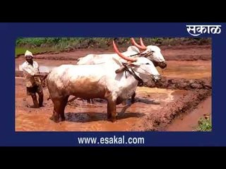 पर्यटकांना भूरळ घालणारा गगनबावडा यंदा का आहे सुना सुना?   | Sakal Media |