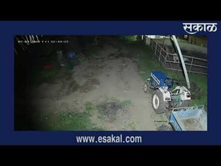 थरार! गोठ्यात शिरलेल्या बिबट्याशी गायीने दिली झुंज | Sakal Media |