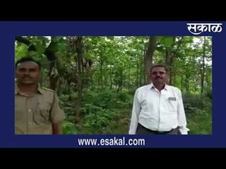 पंचवीस वर्षांची झाली सरकारी सागवन बाग