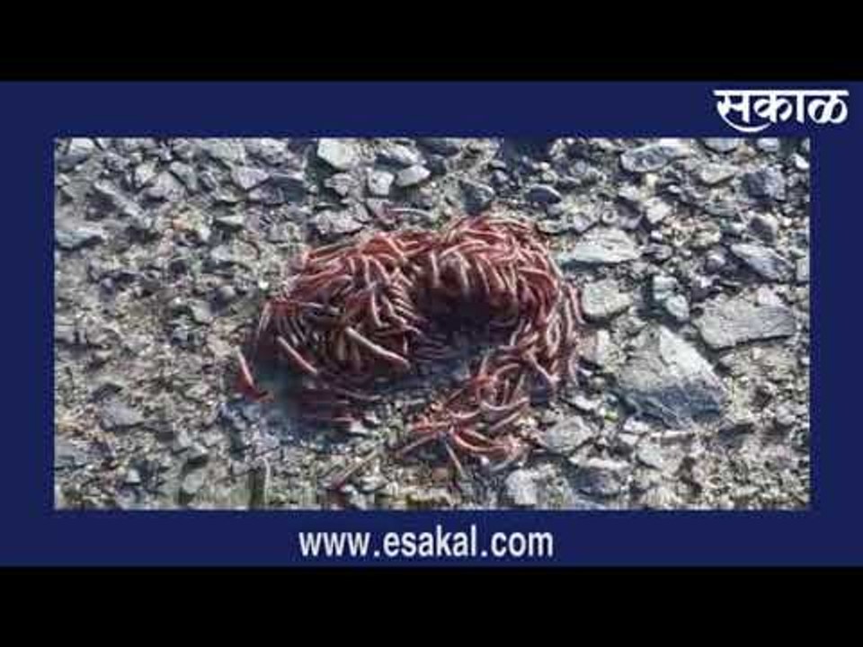 गांगुलीगायींचे मार्गक्रमण | Latest Marathi News...