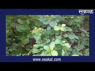 कृष्ण प्रिय कदंब वृक्ष I Latest Marathi News I Live Marathi News | आजच्या ठळक बातम्या | Sakal Media