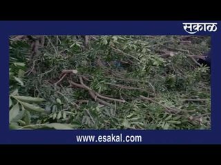 पुण्यात झाड अंगावर पडून तिघे जखमी | PUNE NEWS | Sakal Media |