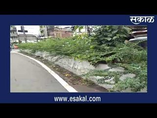 पुणे - दुभाजकावरच्या झाडांमुळे अपघाताचा धोका I Pune | आजच्या बातम्या | मराठी बातम्या | Sakal Media |
