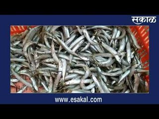 पुणे - माशांची आवक वाढली; दर खवय्यांच्या आवाक्यात | Sakal News | मराठी बातम्या | Sakal Media |
