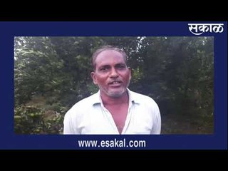 तिवसा तालुक्यात वादळी पावसाने संत्रा पिकांचे नुकसान | Latest Marathi News I  मराठी ताज्या बातम्या |