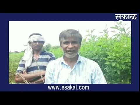 केंद्रीय नुकसान पाहणी पथक अमरावती दौऱ्यावर | Sakal Media |