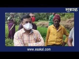 नांदोशी सणस-नगरमध्ये भात शेतीचे प्रचंड नुकसान | Sakal Media |