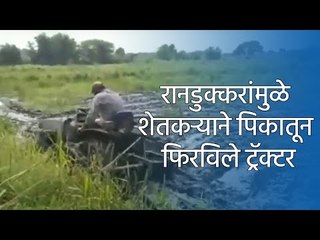 रानडुक्करांमुळे शेतकऱ्याने पिकातून फिरविले ट्रॅक्टर | Latest Marathi News|  मराठी ताज्या बातम्या |