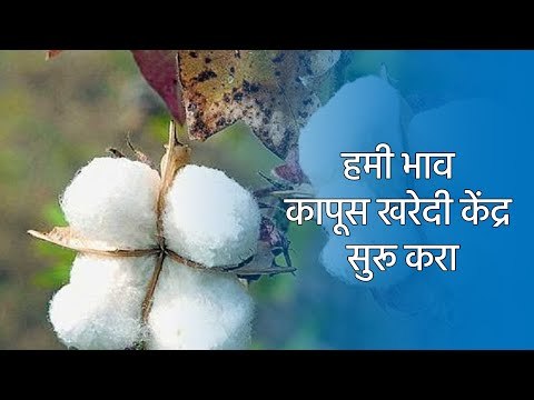 हमी भाव कापूस खरेदी केंद्र सुरू करा