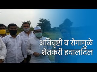 अतिवृष्टी व रोगामुळे शेतकरी हवालदिल - आमदार भीमराव तापकीर | Sakal Media |