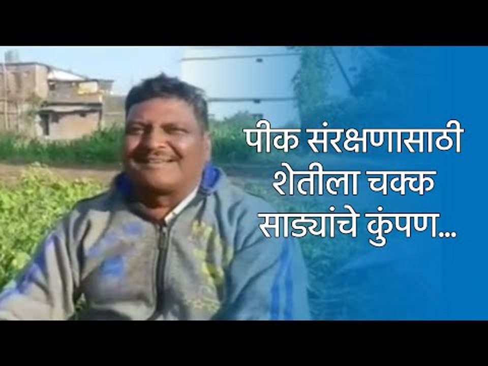 पीक संरक्षणासाठी शेतीला चक्क साड्यांचे कुंपण......