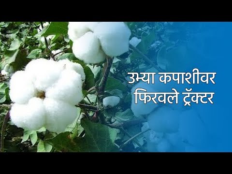 उभ्या कपाशीवर फिरवले ट्रॅक्टर | shetkari | Cotton | farmer | Sakal Media |