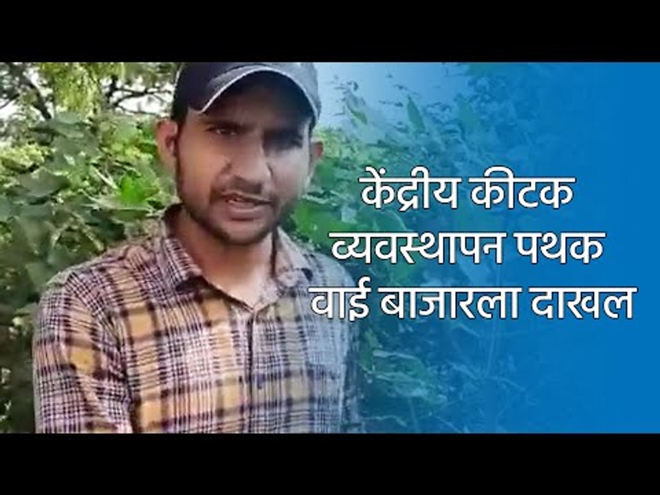 केंद्रीय कीटक व्यवस्थापन पथक वाई बाजारला दाखल|sakal|sakal nanded|