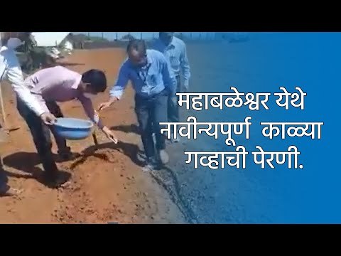 महाबळेश्वर येथे नावीन्यपूर्ण काळ्या गव्हाची पेरणी. |satara|mahabaleshwar|sakal|