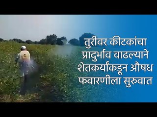 तुरीवर कीटकांचा प्रादुर्भाव वाढल्याने शेतकर्यांकडून औषध फवारणीला सुरुवात | Pulses | Farming | Sakal