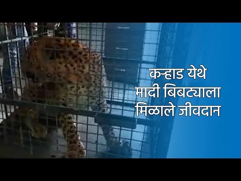 कऱ्हाड येथे मादी बिबट्याला मिळाले जीवदान |SATARA|SAKAL|SAKAL MEDIA GROUP|