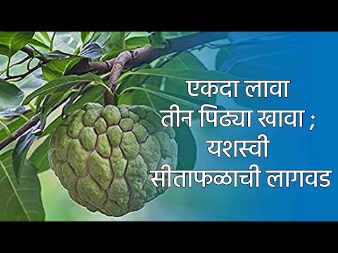 एकदा लावा तीन पिढ्या खावा ; यशस्वी सीताफळाची लागवड | Custard Apple | Farming | Sakal | Sakal Media