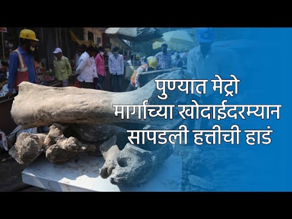 पुण्यात मेट्रो मार्गाच्या खोदाईदरम्यान सापडली हत्तीची हाडं|PUNE|SAKAL|SAKAL MEDIA GROUP|