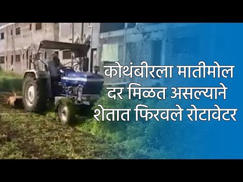कोथंबीरला मातीमोल दर मिळत असल्याने शेतात फिरवले रोटावेटर | Aurangabad | Coriander | Sakal Media |