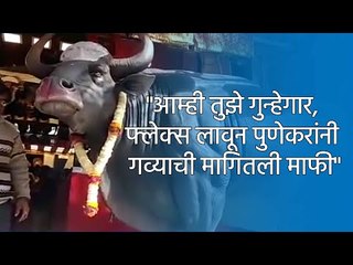 ''आम्ही तुझे गुन्हेगार, फ्लेक्स लावून पुणेकरांनी गव्याची मागितली माफी" | Pune | Baisan | Sakal |