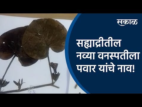 सह्याद्रीतील नव्या वनस्पतीला पवार यांचे नाव! | Sahyadri mountain range | Kolhapur | Sakal Media |