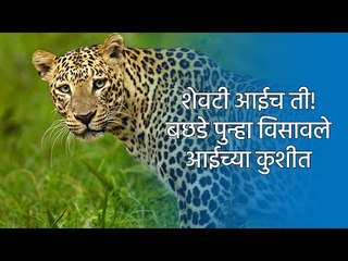 शेवटी आईच ती! बछडे पुन्हा विसावले आईच्या कुशीत | Nashik | Leopard | Sakal Media |